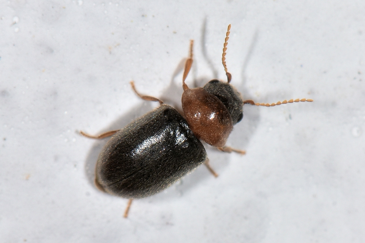 Anobiidae Ptininae:  Lasioderma thoracicum (cfr.)